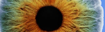 Eye